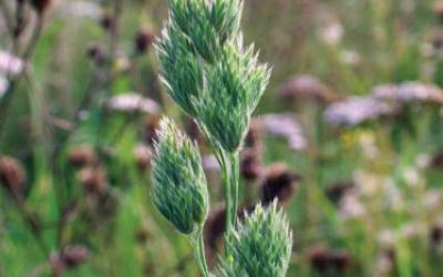 Dactylis glomerata