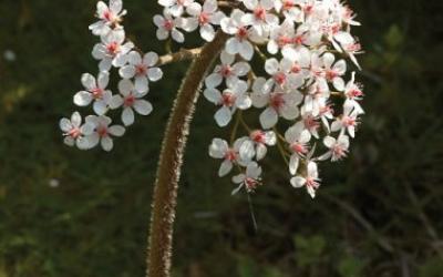 Darmera peltata