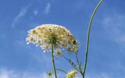 Daucus carota