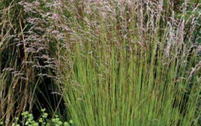 Deschampsia flexuosa
