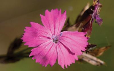 Dianthus carthusianorum