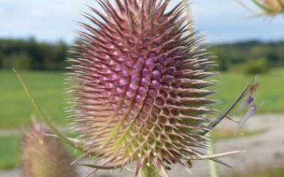Dipsacus fullonum