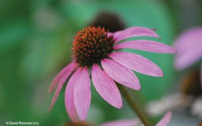 Echinacea purpurea