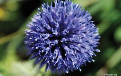 Echinops ritro