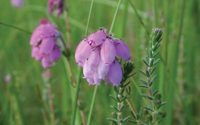 Erica tetralix