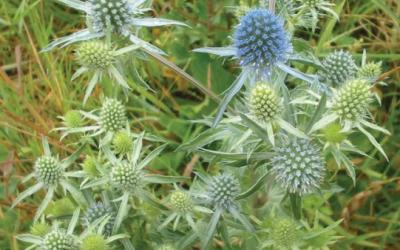 Eryngium planum