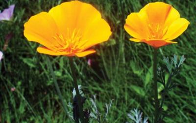 Escholzia californica