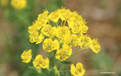 Euphorbia cyparissias