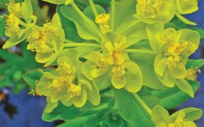 Euphorbia palustris