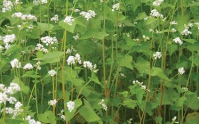 Fagopyrum esculentum