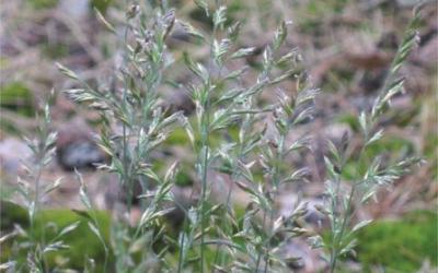 Festuca ovina