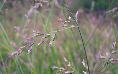 Festuca pratensis