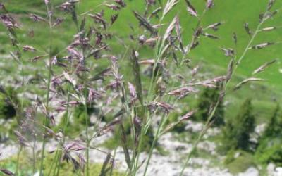 Festuca rubra