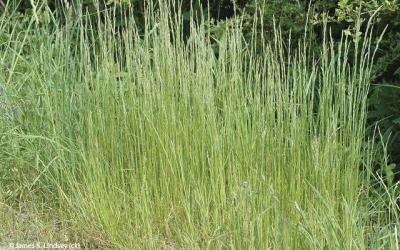 Festuca tenuifolia