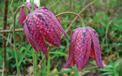 Fritillaria meleagris