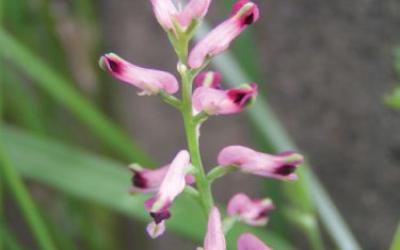 Fumaria officinalis