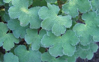 Geranium renardii