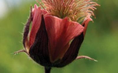Geum rivale