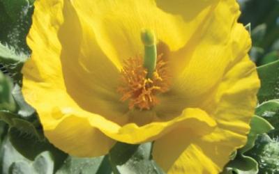 Glaucium flavum