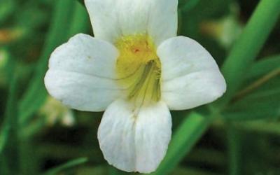 Gratiola officinalis