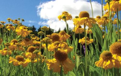 Helenium autumnale