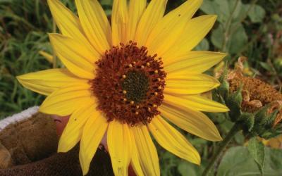 Helianthus annuus spp.