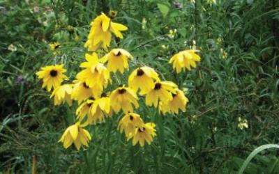 Helianthus salicifolius