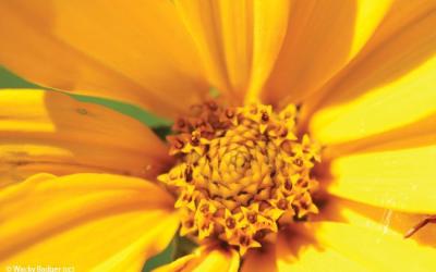 Heliopsis helianthoides