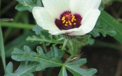 Hibiscus trionum