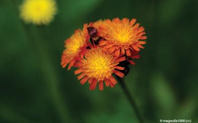 Hieracium aurantiacum