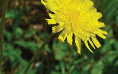 Hieracium pilosella