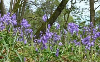 Hyacinthoïdes non-scripta, Scilla non-scripta