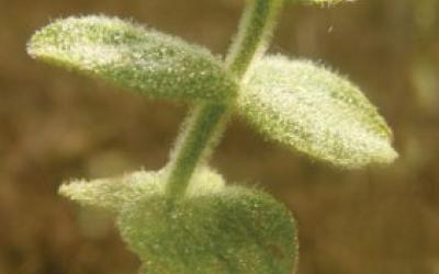 Hypericum elodes