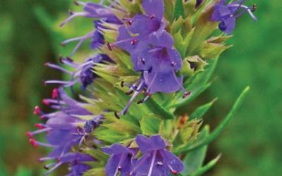 Hyssopus officinalis