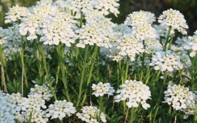 Iberis sempervirens