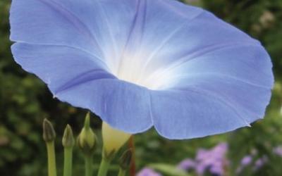 Ipomoea tricolor