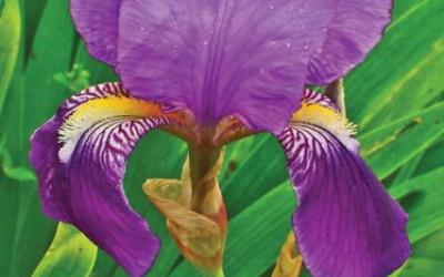 Iris germanica