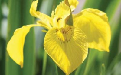 Iris pseudacorus