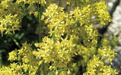 Isatis tinctoria