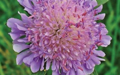 Knautia arvensis