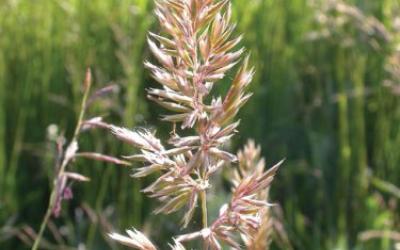 Koeleria macrantha