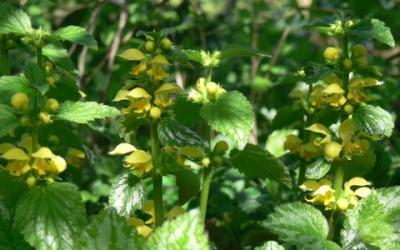 Lamium galeobdolon