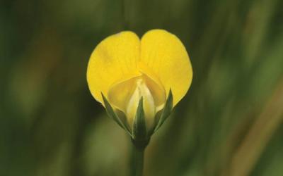 Lathyrus aphaca