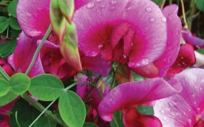 Lathyrus latifolius