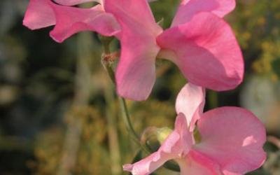 Lathyrus odoratus