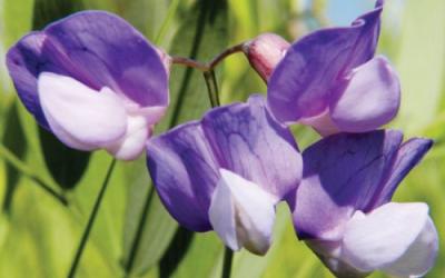 Lathyrus palustris