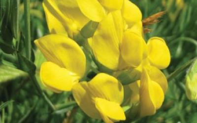 Lathyrus pratensis