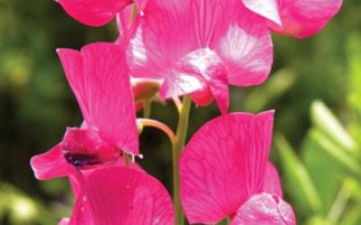 Lathyrus tuberosus