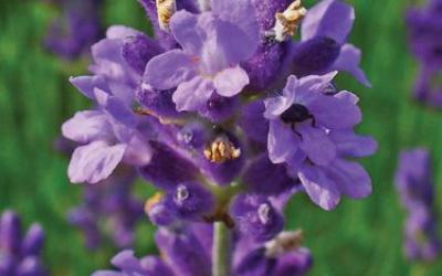 Lavandula angustifolia 