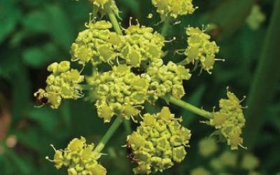 Levisticum officinale